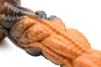 Dildo Tentáculo Ondulante Ravager XR Brands 20cm, imagem 4